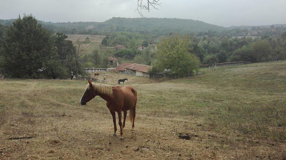 Отель Ecopark Елена Экстерьер фото
